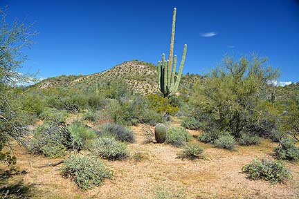 Palo Verde, McDowell Mountain Regional Park, March 20, 2015